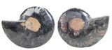 Split Black/Orange Ammonite Pair - Unusual Coloration #55574-1